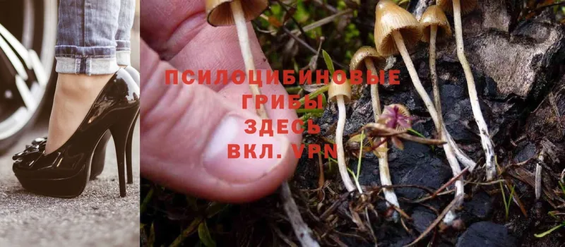 Галлюциногенные грибы Magic Shrooms  дарк нет Telegram  Приволжск 